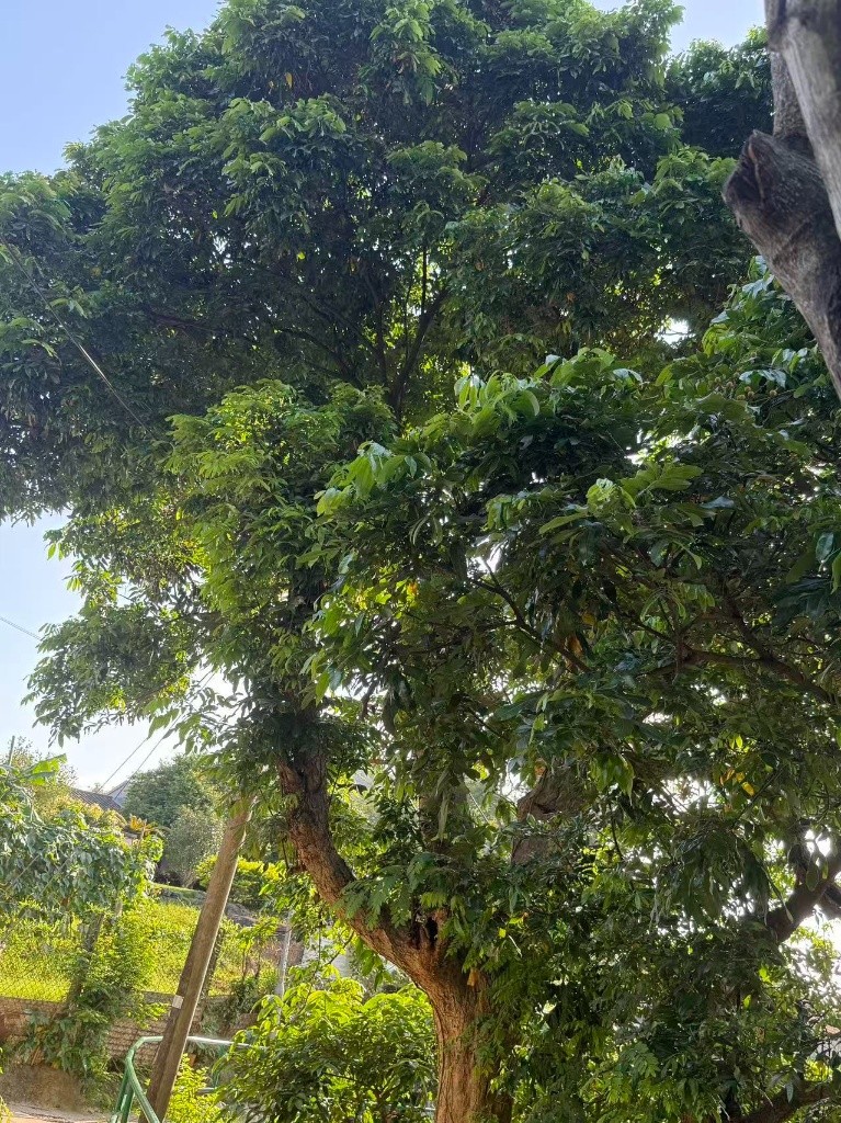新房出租，全新配置，只有一間 - 鰂魚涌 - 住宅 (整間出租) - Homates 香港