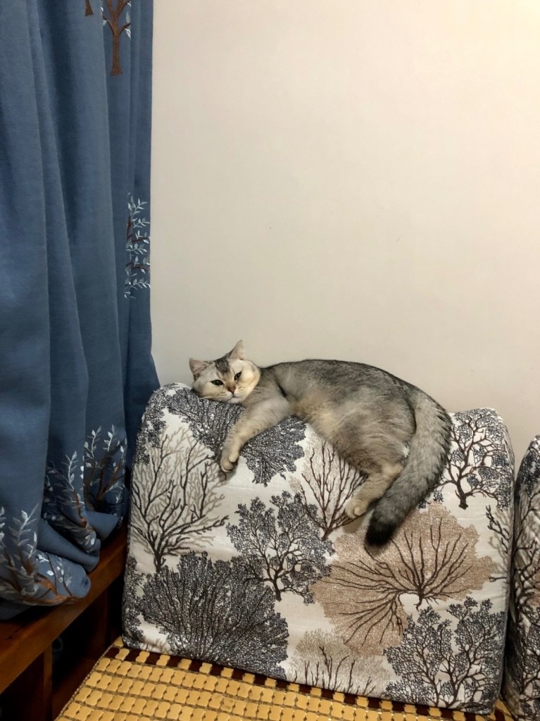 馬鞍山天宇海|女仔共居|客房出租|近科學園及中文大學|可接受長租或短租兩個月Room for rent long or short term rent Ma On Shan - 馬鞍山 - 房間 (合租／分租) - Homates 香港